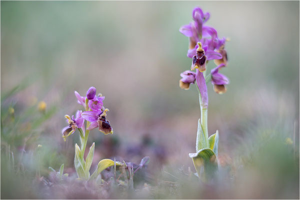 Ophrys tenthredinifera