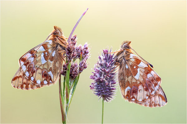Hochalpen-Perlmuttfalter (Boloria pales), Schweiz, Kanton Bern, 1700m