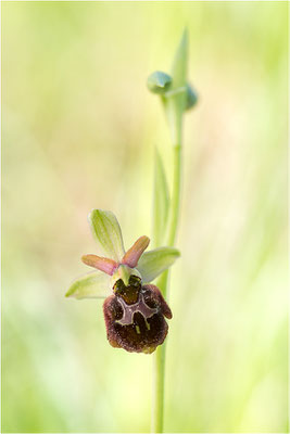 Hybride aus Spinnen- und Hummel-Ragwurz (Ophrys x aschersonii), Südlicher Oberrhein, Baden-Württemberg