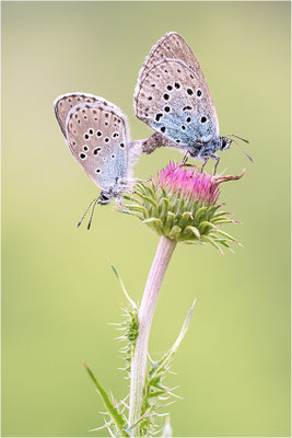 Thymian-Ameisenbläuling (Phengaris arion), Paarung, Italien, Region Aostatal, 1800m