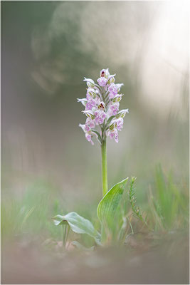 Milchweißes Knabenkraut (Neotinea lactea), Dep. Var, Frankreich