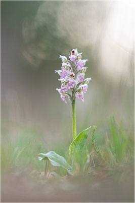 Milchweißes Knabenkraut (Neotinea lactea), Dep. Var, Frankreich