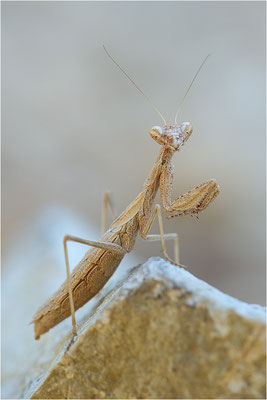 Graue Fangschrecke (Ameles decolor), Weibchen, Frankreich, Drôme