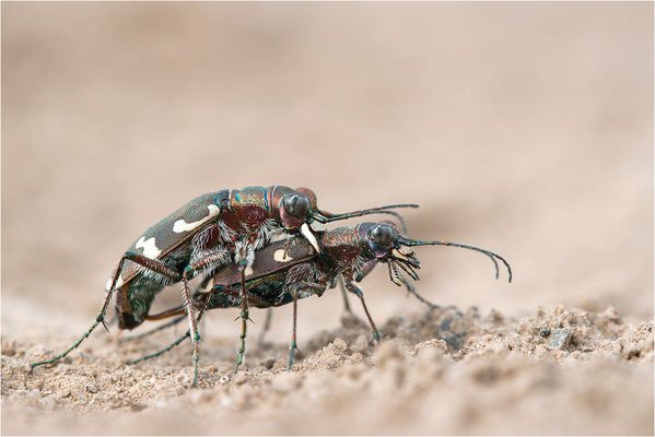 Dünen-Sandlaufkäfer (Cicindela transversalis pseudoriparia), Paarung, Deutschland, Baden-Württemberg