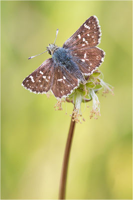 Roter Würfel-Dickkopffalter (Spialia sertorius), Frankreich, Drôme