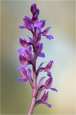 Anacamptis ×gennarii - Hybride aus Schmetterlings-Hundswurz (Anacamptis papilionacea) und Kleiner Hundswurz (Anacamptis morio picta),, Dep. Var, Frankreich