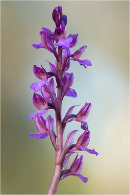 Anacamptis ×gennarii - Hybride aus Schmetterlings-Hundswurz (Anacamptis papilionacea) und Kleiner Hundswurz (Anacamptis morio picta),, Dep. Var, Frankreich