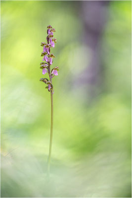 Spitzels Knabenkraut (Orchis spitzelii), Frankreich, Dep. Isere