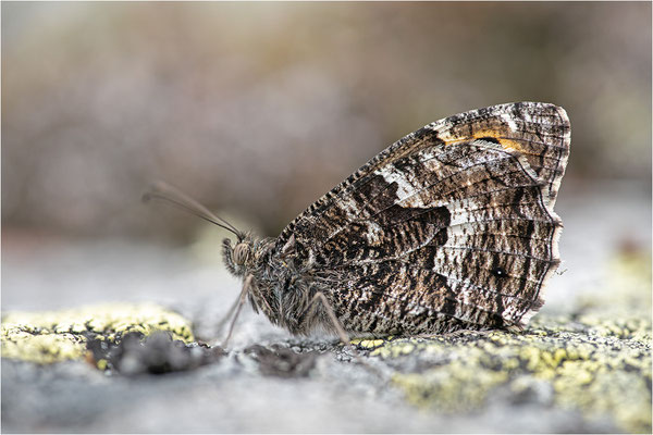 Rostbinde (Hipparchia semele, Aland, Finnland