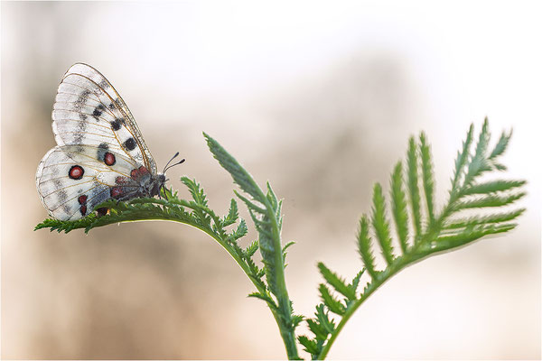 Roter Apollo (Parnassius apollo thiemo), Deutschland, Baden-Württemberg