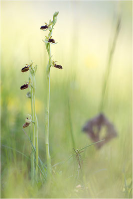 Spinnen-Ragwurz (Ophrys sphegodes), Südlicher Oberrhein, Baden-Württemberg