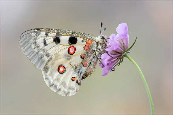 Roter Apollo (Parnassius apollo lozerae), Frankreich, Dep. Lozere