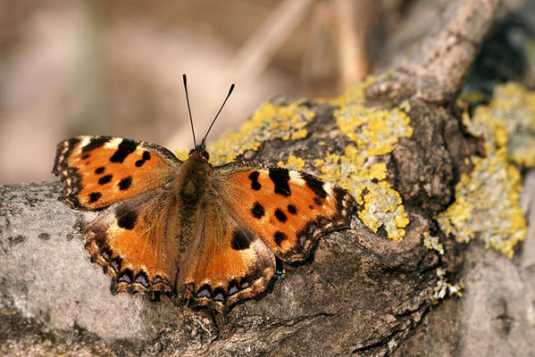 Großer Fuchs (Nymphalis polychloros), Deutschland, Baden-Württemberg