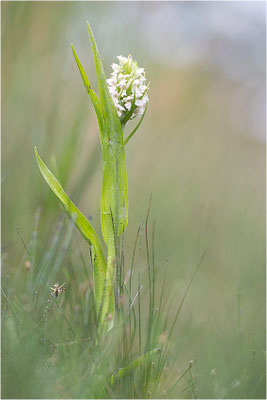 Fleischfarbene Fingerwurz (Dactylorhiza incarnata), Schweden, Gotland