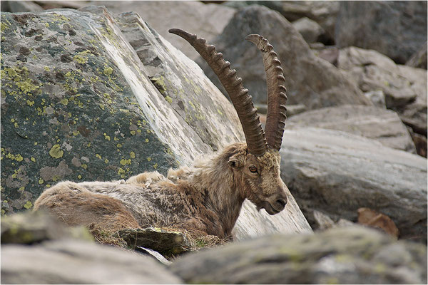 Alpensteinbock (Capra ibex), Italien, Region Aostatal, 2400m