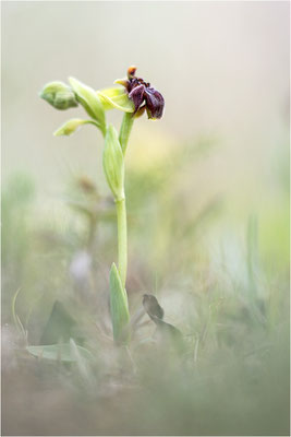 Ophrys bombyliflora