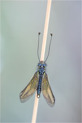 Gelber Schmetterlingshaft (Libelloides ictericus corsicus), Männchen, Korsika
