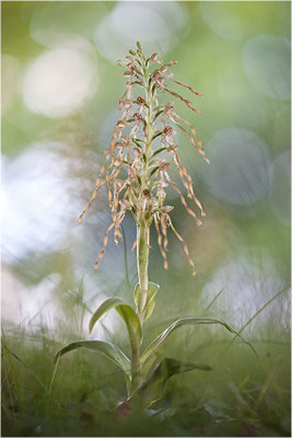 Bocks-Riemenzunge (Himantoglossum hircinum), Deutschland, Baden-Württemberg