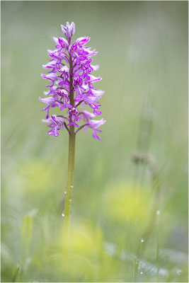 Helm-Knabenkraut (Orchis militaris), Deutschland, Baden-Württemberg