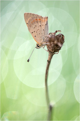 Kleiner Feuerfalter (Lycaena phlaeas), Deutschland, Baden-Württemberg
