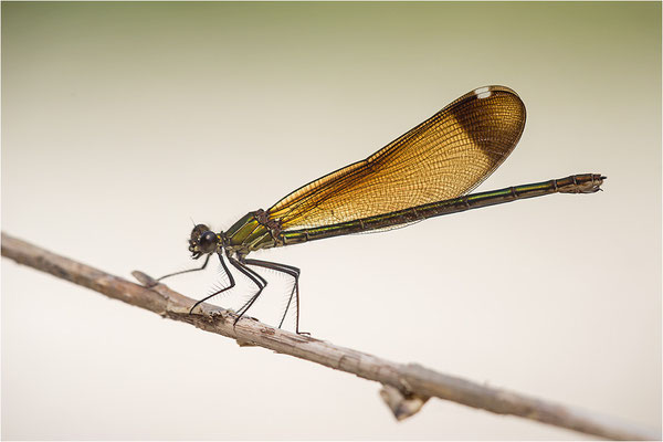 Bronzene Prachtlibelle (Calopteryx haemorrhoidalis), Weibchen, Dep. Drôme, Frankreich