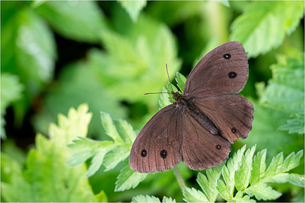 Blauäugiger Waldportier (Minois dryas), Österreich, Tirol