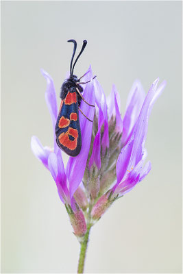Zygaena hilaris, Frankreich, Savoye