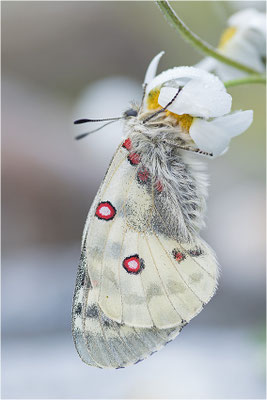 Hochalpen-Apollo (Parnassius phoebus), Italien, Region Aostatal