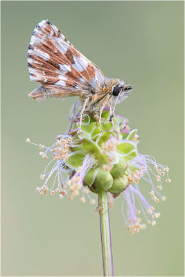 Roter Würfel-Dickkopffalter (Spialia sertorius), Frankreich, Drôme