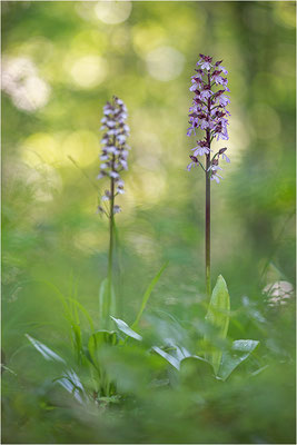 Purpur-Knabenkraut (Orchis purpurea), Deutschland, Baden-Württemberg