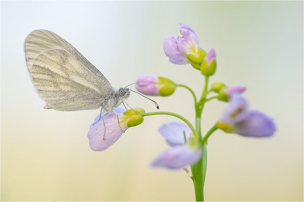 Tintenfleck-Weißling (Leptidea sinapis bzw. juvernica), Deutschland, Baden-Württemberg