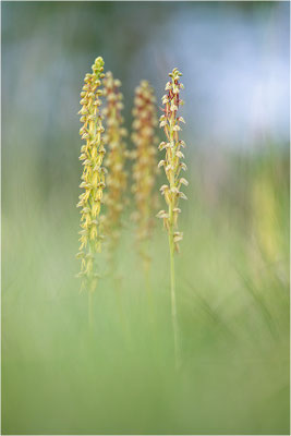 Ohnsporn (Orchis anthropophora), Frankreich, Aveyron