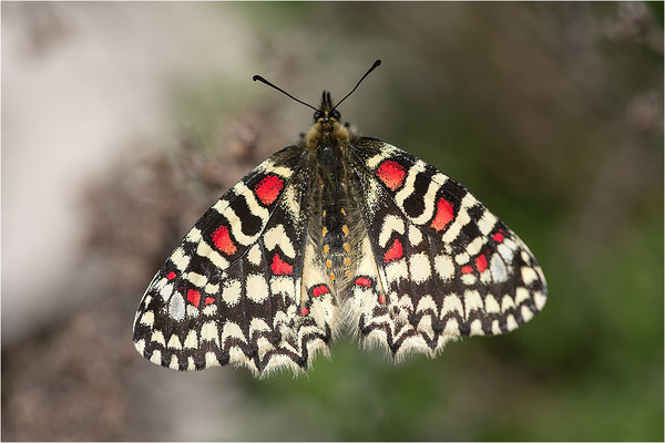 Spanischer Osterluzeifalter (Zerynthia rumina), Männchen, Frankreich, Ardèche