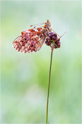 Natterwurz-Perlmuttfalter (Boloria titania), Frankreich, Dep. Hautes-Alpes