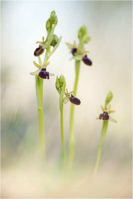 Ophrys passionis, Bouches-du-Rhône