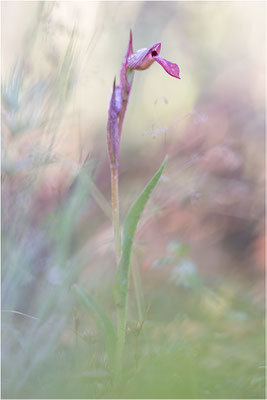 Einschwieliger Zungenstendel (Serapias lingua), Korsika