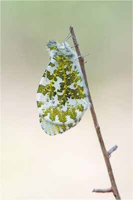 Aurorafalter (Anthocharis cardamines), Weibchen, Deutschland, Baden-Württemberg