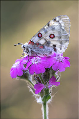 Roter Apollo (Parnassius apollo testoutensis), Frankreich, Dep. Savoie