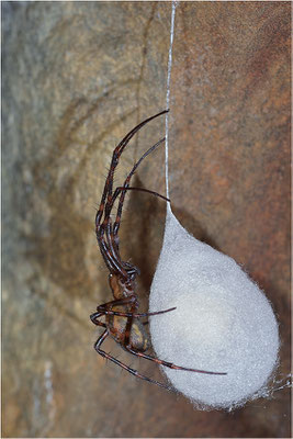 Höhlenradnetzspinne (Meta menardi), Weibchen mit Eikokon, Dänemark, Mön, Hügelgrab