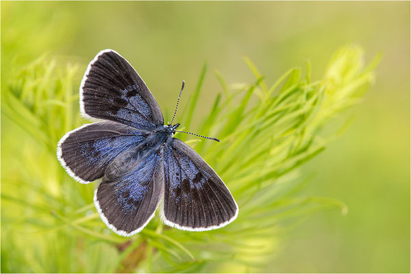 Thymian-Ameisenbläuling (Phengaris arion f. obscura), Italien, Region Aostatal, 1600m