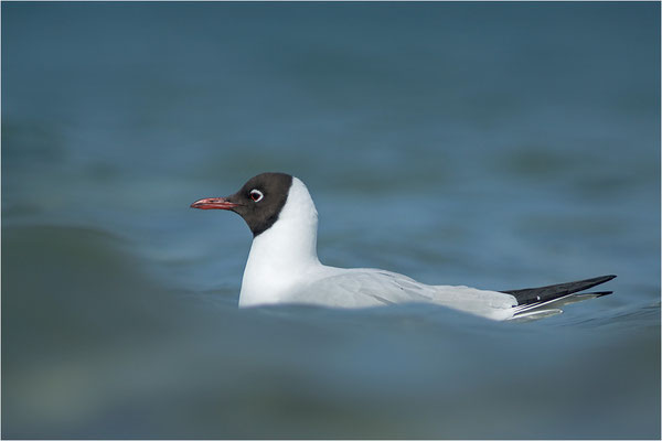 Lachmöwe (Chroicocephalus ridibundus), Deutschland, Mecklenburg-Vorpommern, Darß
