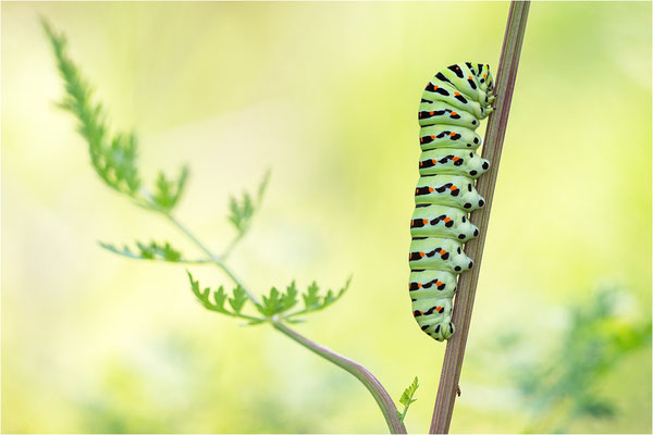 Schwalbenschwanz (Papilio machaon)