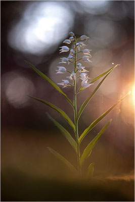 Schwertblättriges Waldvöglein (Cephalanthera longifolia), Schweden,  Farö