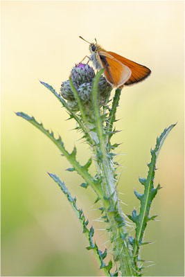 Braunkolbiger Braun-Dickkopffalter (Thymelicus sylvestris), Deutschland, Baden-Württemberg