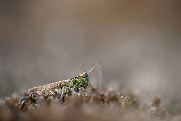 Gefleckte Keulenschrecke (Myrmeleotettix maculatus), Weibchen, Deutschland, Brandenburg