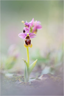 Ophrys tenthredinifera
