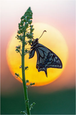 Schwalbenschwanz (Papilio machaon), Deutschland, Baden-Württemberg