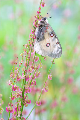 Hochalpen-Apollo (Parnassius sacerdos), Schweiz, Kanton Bern
