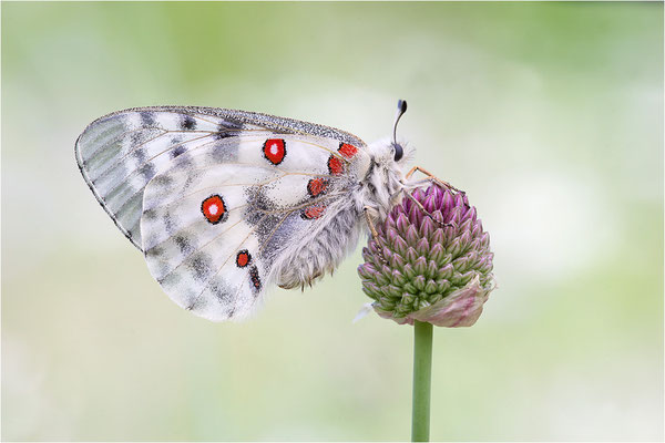 Roter Apollo (Parnassius apollo pedemontanus), Italien, Region Aostatal