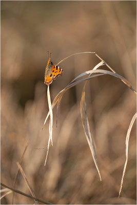 Großer Fuchs (Nymphalis polychloros), Deutschland, Baden-Württemberg